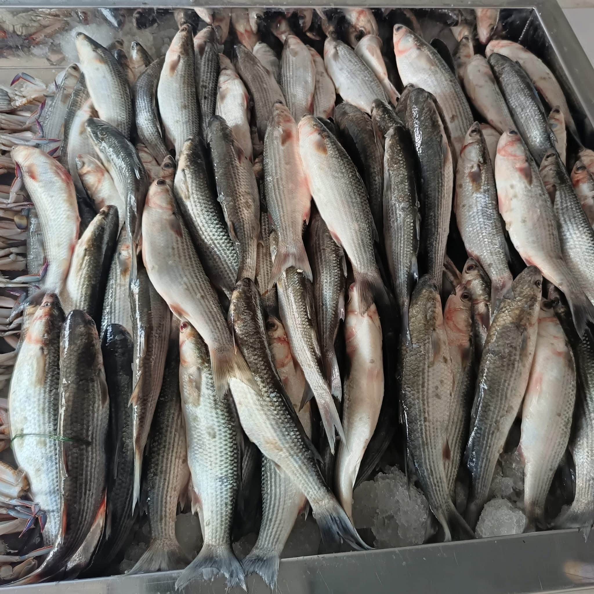 Striped mullet harvest